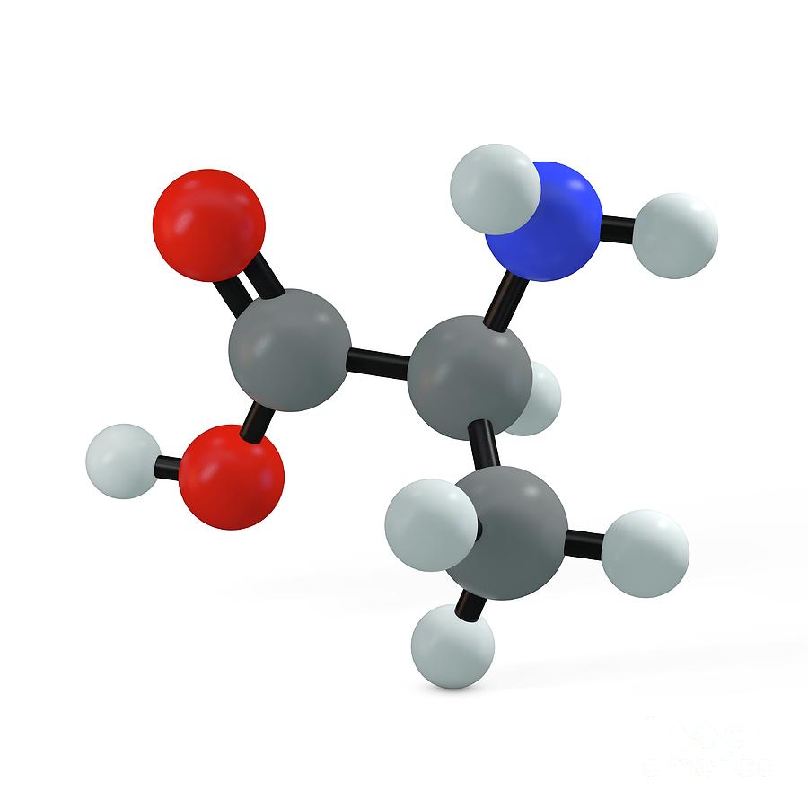 Alanine Molecule Photograph By Adam Brackenbury Science Photo Library