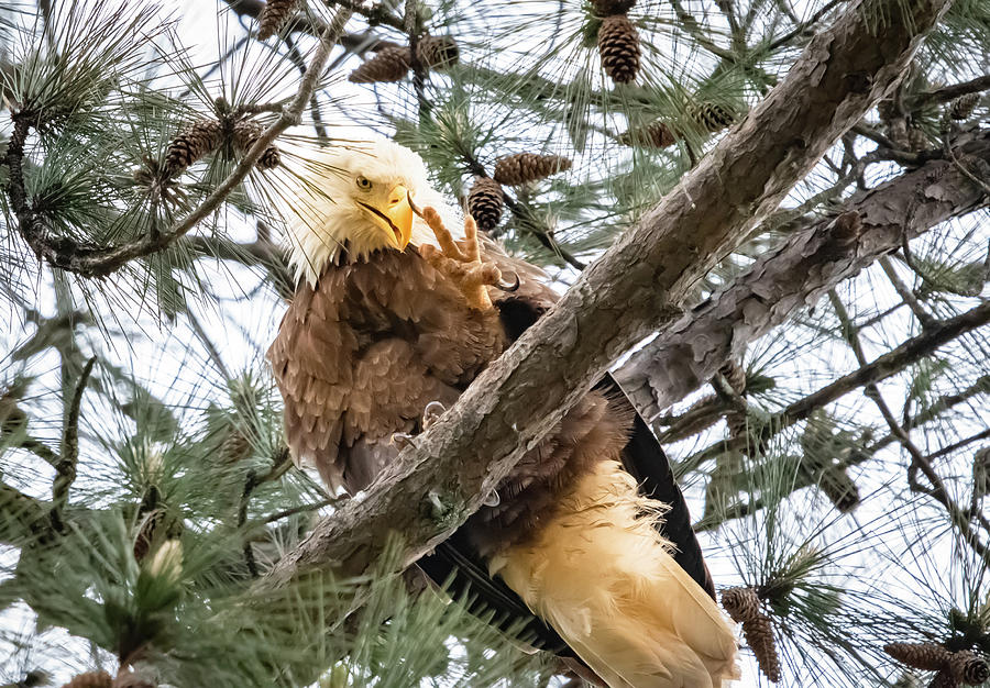 American Bald Eagle In Pine Tree Perch Photograph By Deborah Ferrin