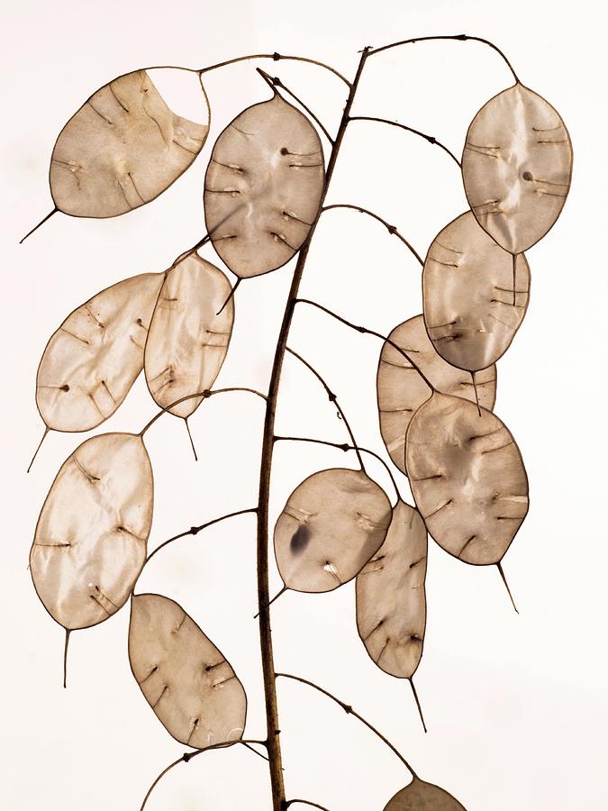 Annual Honesty Lunaria Annua Seed Heads Photograph By E A Janes Fine