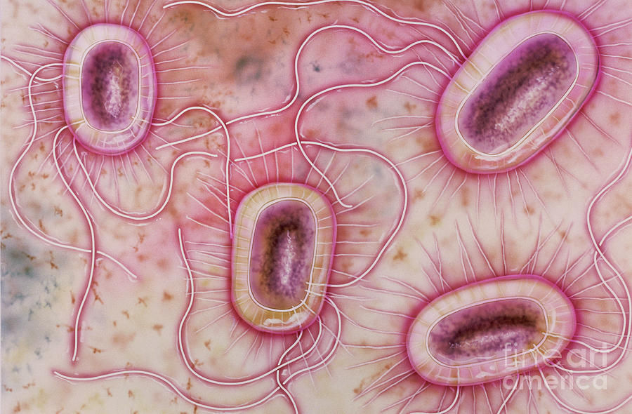 Artwork Of Escherichia Coli Bacteria Photograph By Bo Veisland Mi I