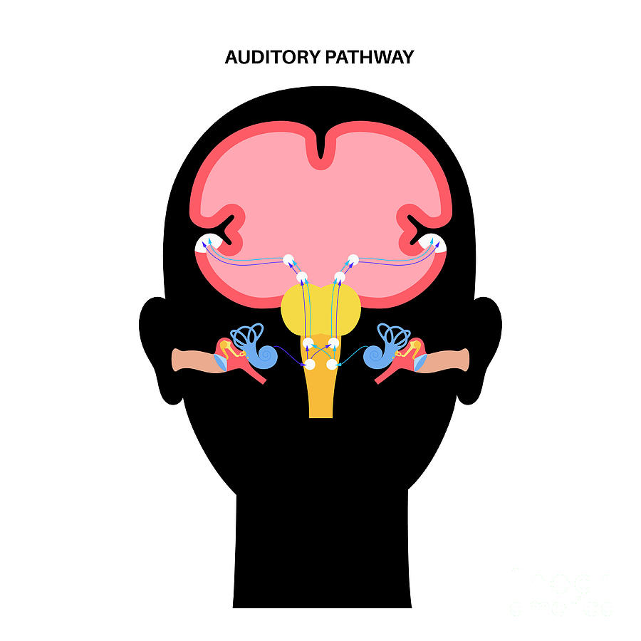 Auditory Pathway By Pikovit Science Photo Library