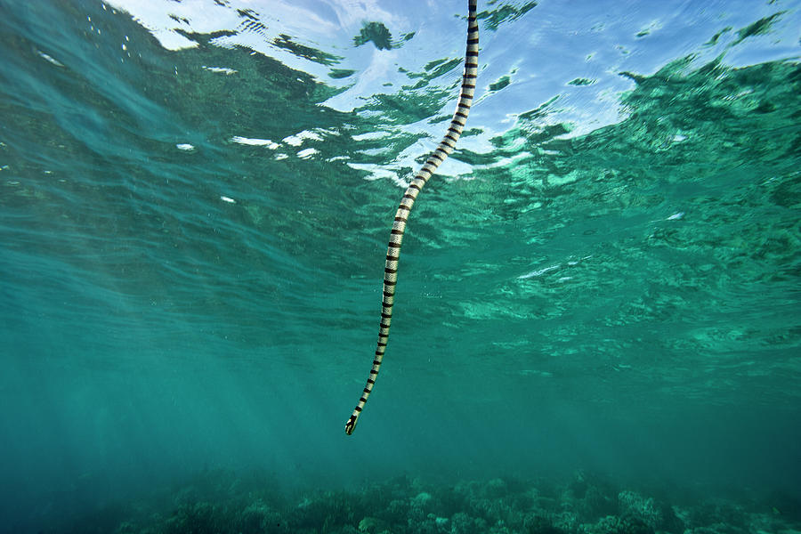 Banded Sea Snake Swimming Down From Water S Surface Raja Photograph By