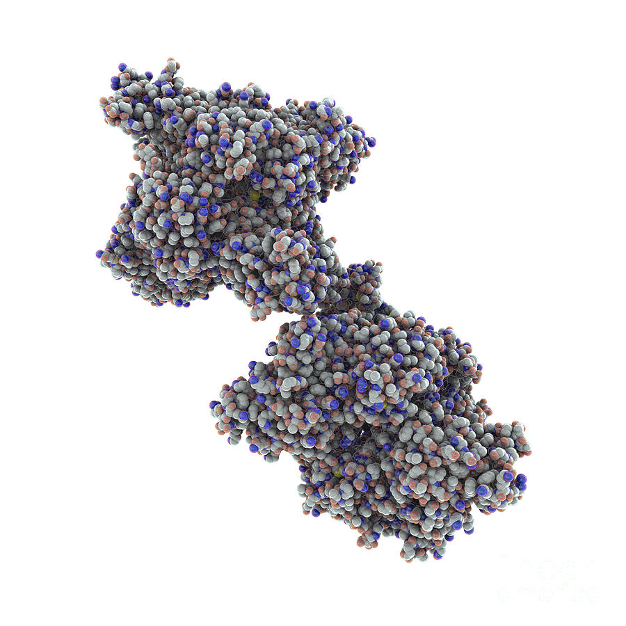 Beta Hexosaminidase A Enzyme Photograph By Kateryna Kon Science Photo