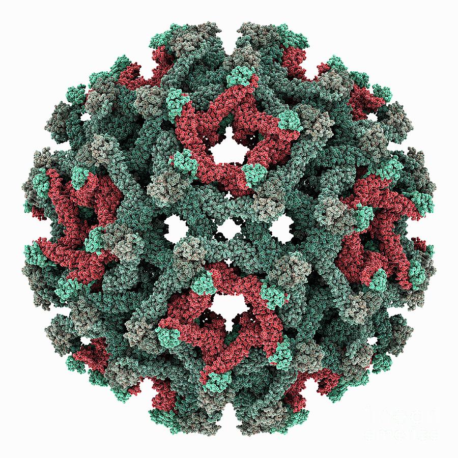 Binjari Virus Capsid Photograph By Laguna Design Science Photo Library