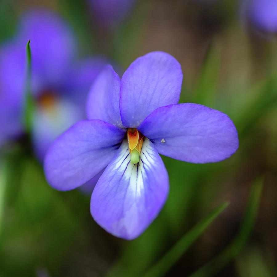 Bird S Foot Violet Photograph By Dennis Wilkinson