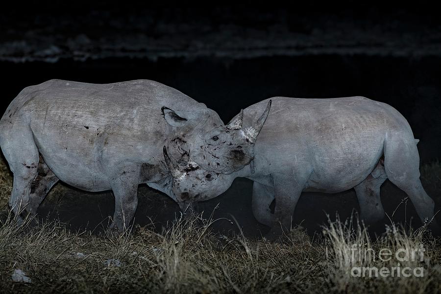 Black Rhinos Fighting Photograph By Tony Camacho Science Photo Library