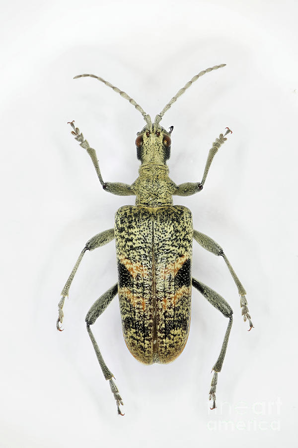 Black Spotted Longhorn Beetle By Heiti Paves Science Photo Library