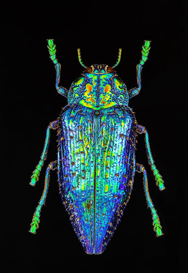 Blue Metallic Beetle Photograph By Gary Shepard Fine Art America