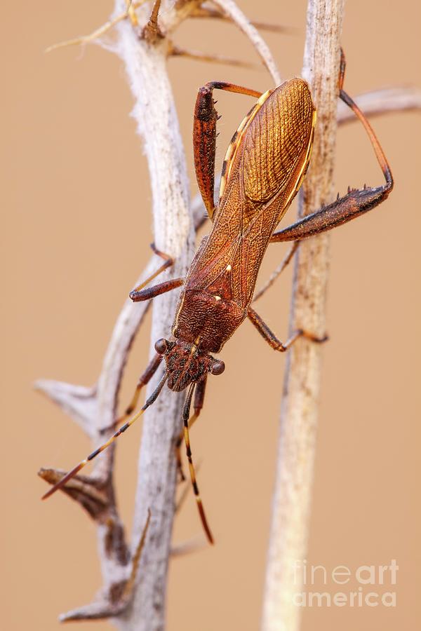 Broad Headed Bug Photograph By Heath Mcdonald Science Photo Library