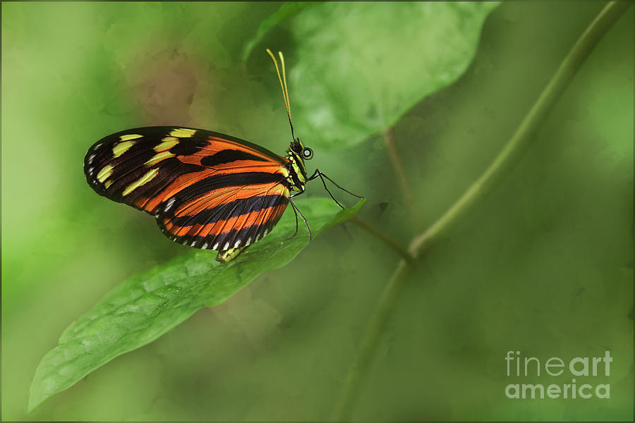 Butterfly Resting Photograph By Linda D Lester Fine Art America