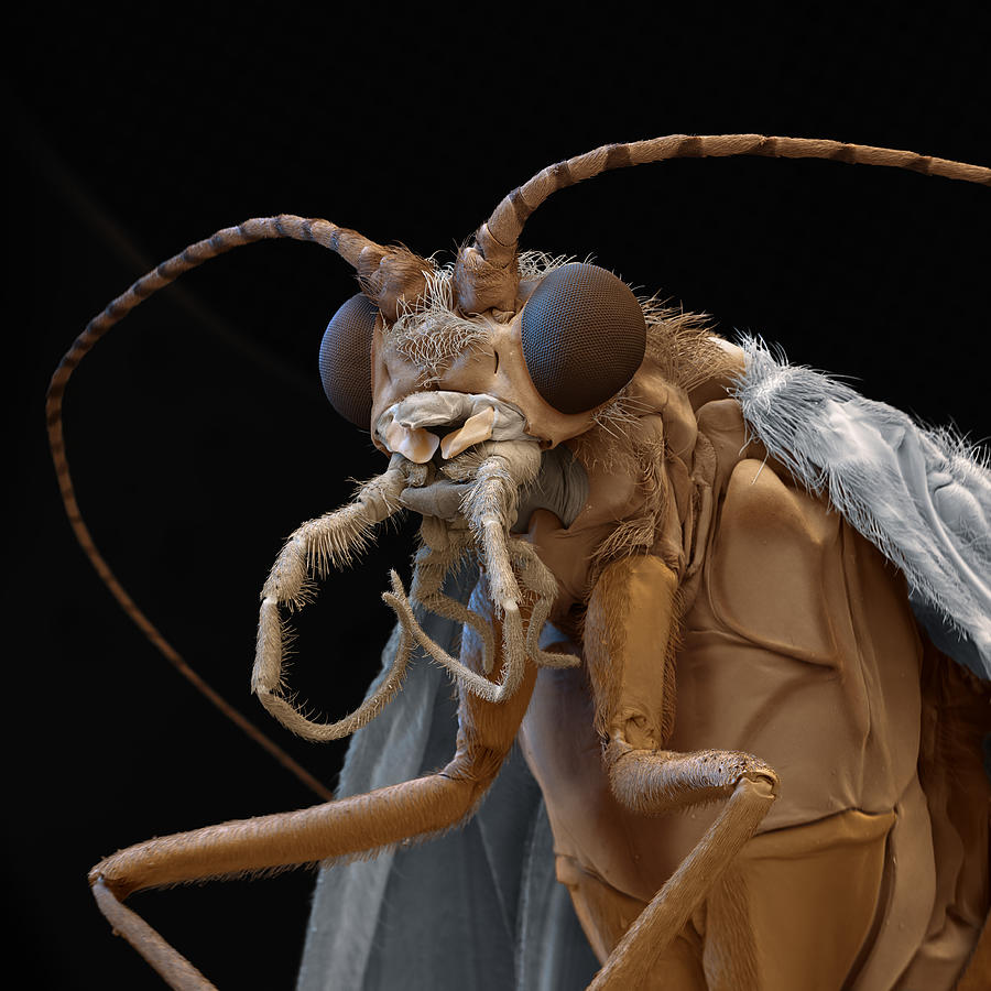 Caddis Fly Trichoptera Sp Sem Photograph By Oliver Meckes EYE OF