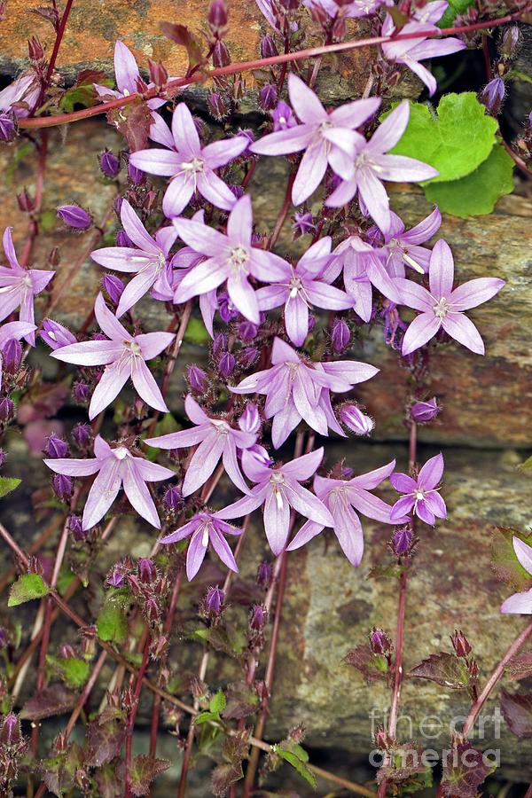 Campanula Lactiflora Photograph By Dr Keith Wheeler Science Photo