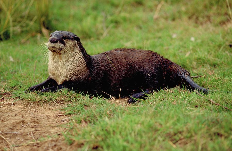 Cape Clawless Otter Free State South Photograph By Roger De La Harpe