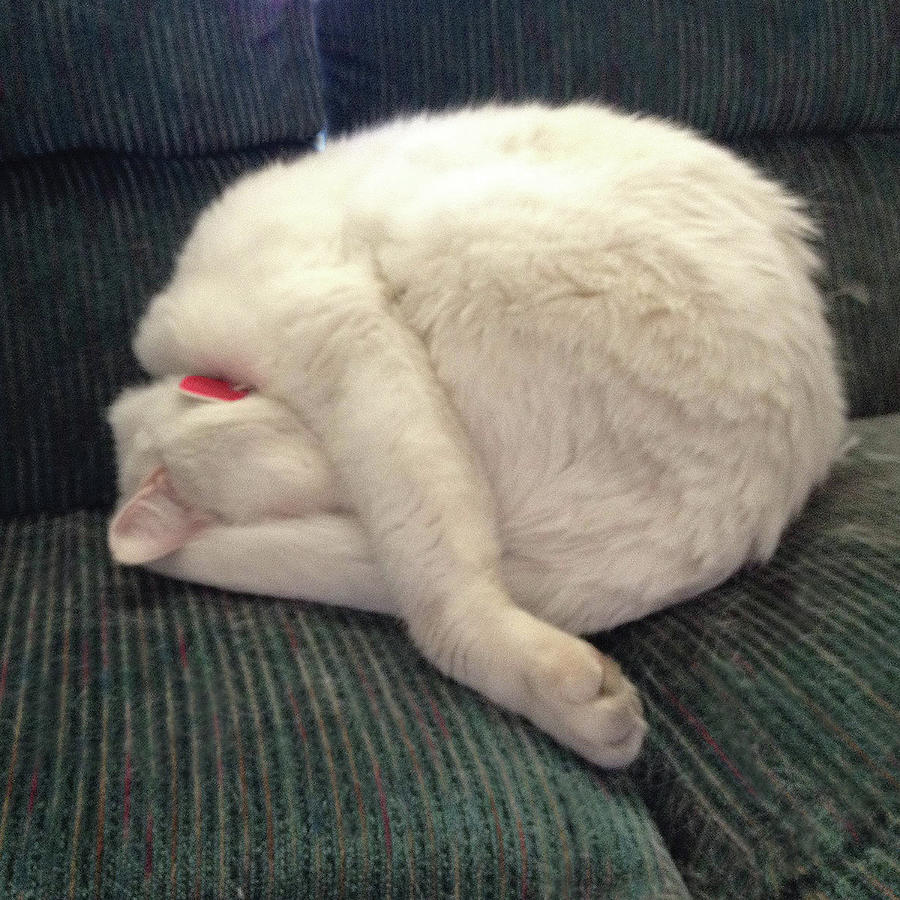 Белый уставший кот