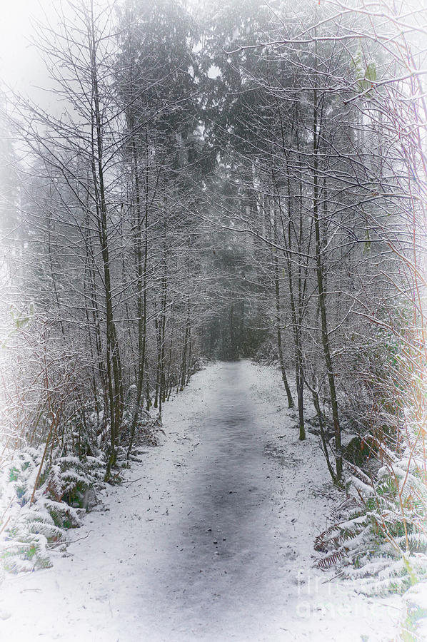 Cathedral Tree Trail In Astoria Oregon Photograph By Jonathan Lingel