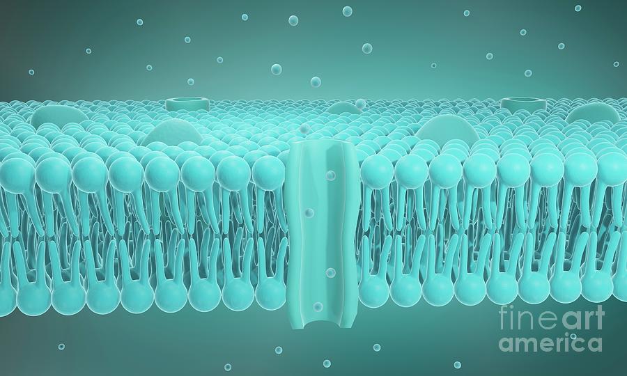 Cell Membrane With Ion Channel Photograph By Artur Plawgo Science