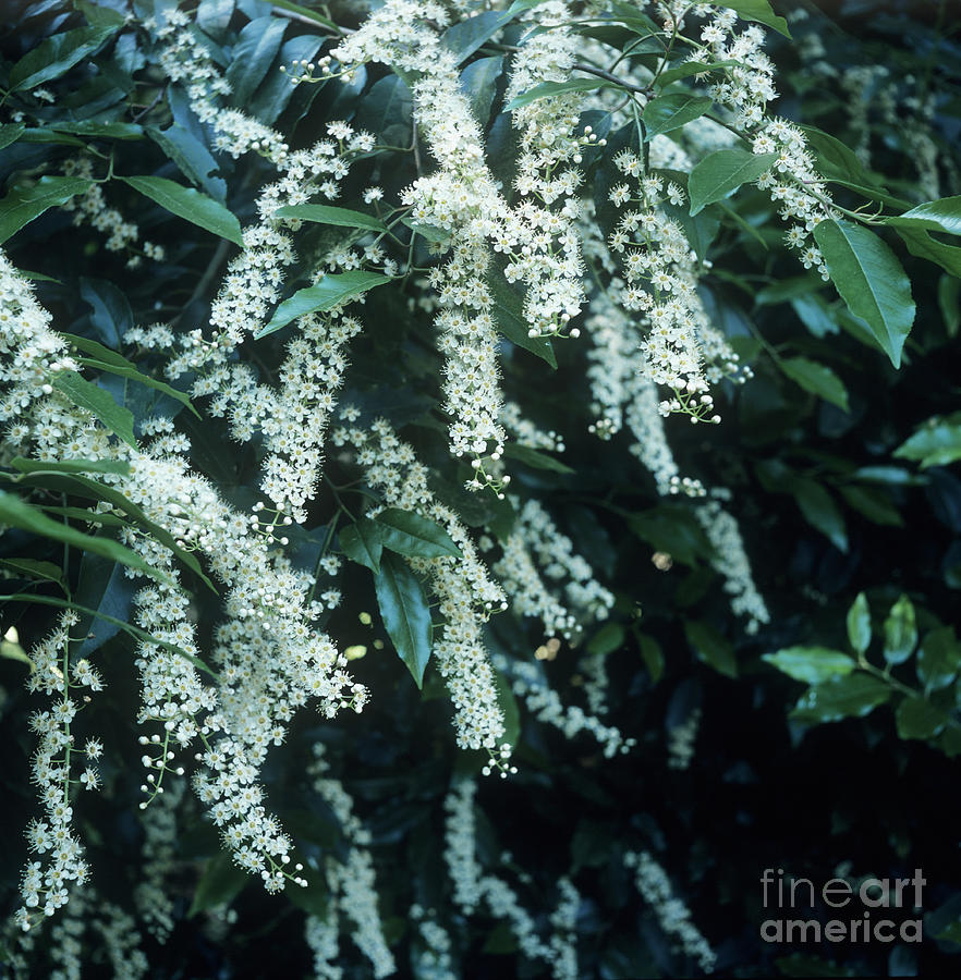 Cherry Laurel Prunus Laurocerasus Photograph By Maxine Adcock Science