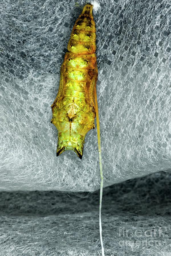 Chrysalis Infected With Parasitic Larvae Photograph By Dr Keith Wheeler