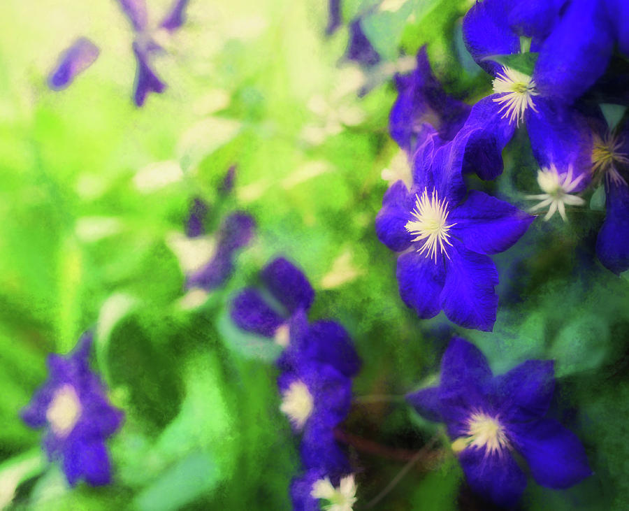 Clematis Digital Art By Tina Baxter Fine Art America