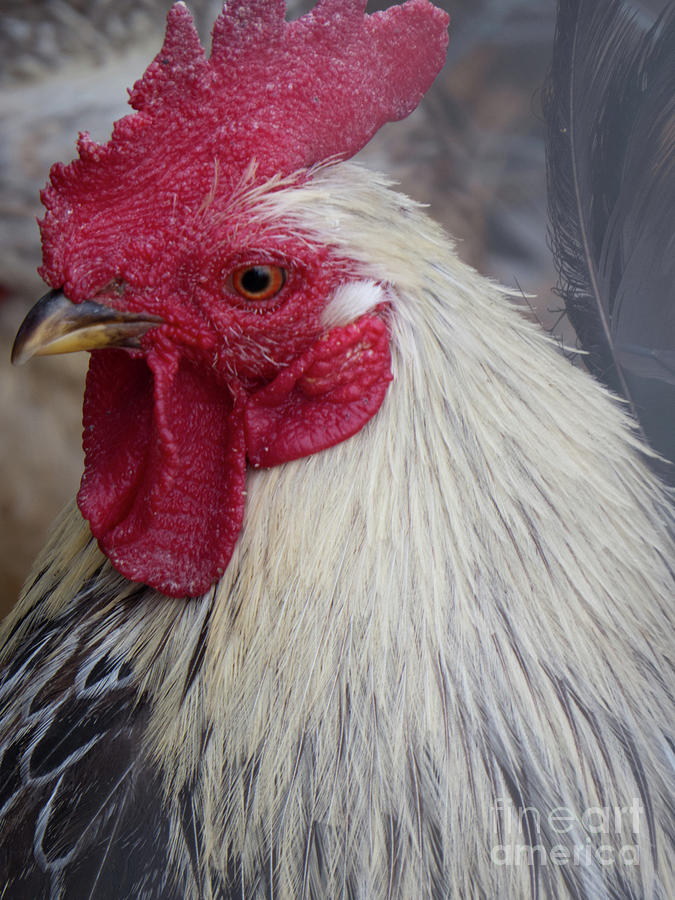 Close Up Rooster Face Photograph By Christy Garavetto