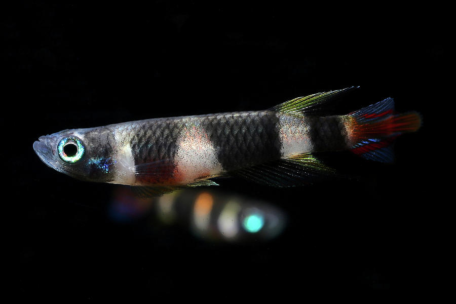 Clown Killifish Photograph By Dan Olsen Pixels