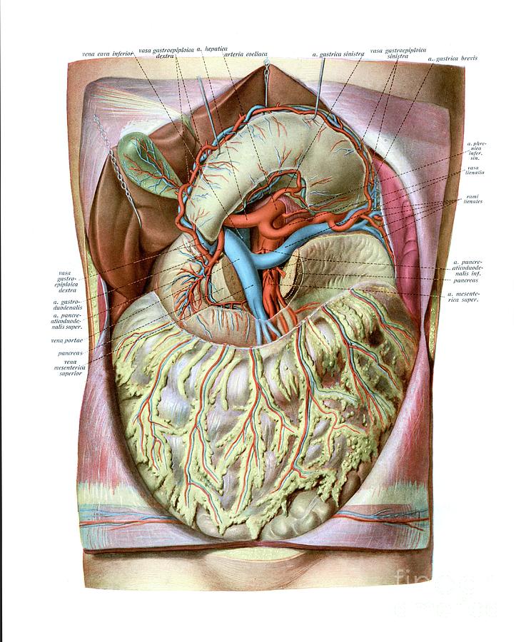 Coeliac Trunk Photograph By Microscape Science Photo Library Pixels