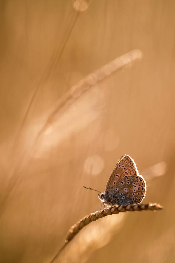 Common Blue Butterfly At Sunset Vealand Farm Devon Uk Photograph By