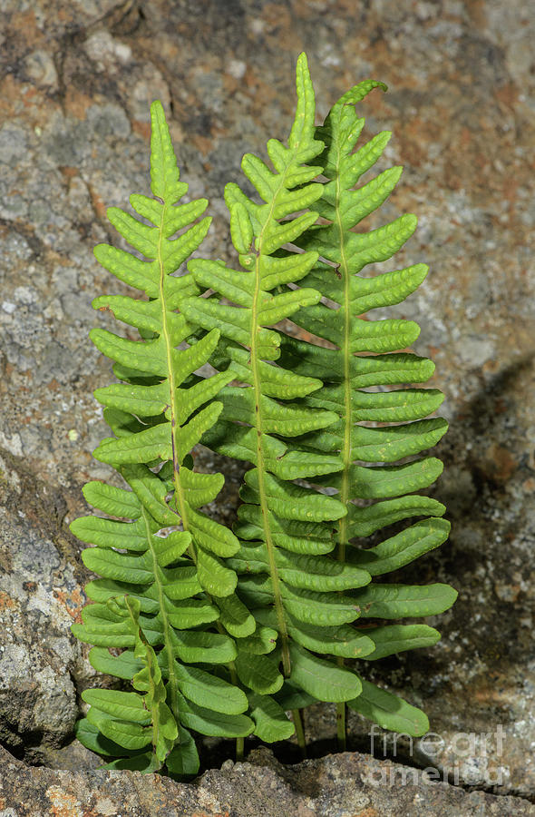 Common Polypody Polypodium Vulgare Fern Fronds Photograph By Bob