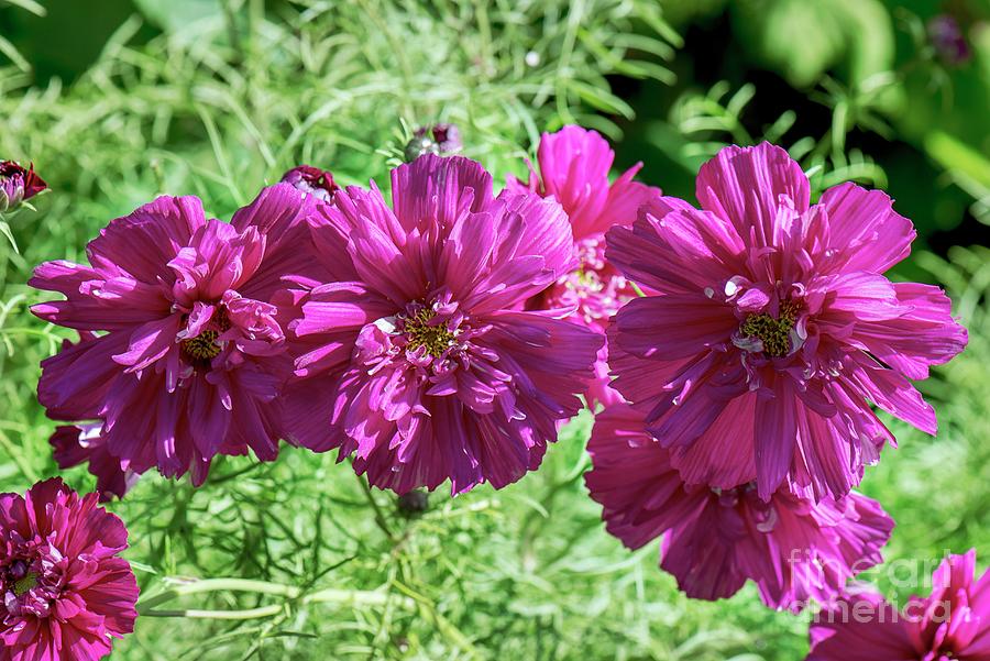 Cosmos Bipinnatus Double Click Cranberries Photograph By Adrian