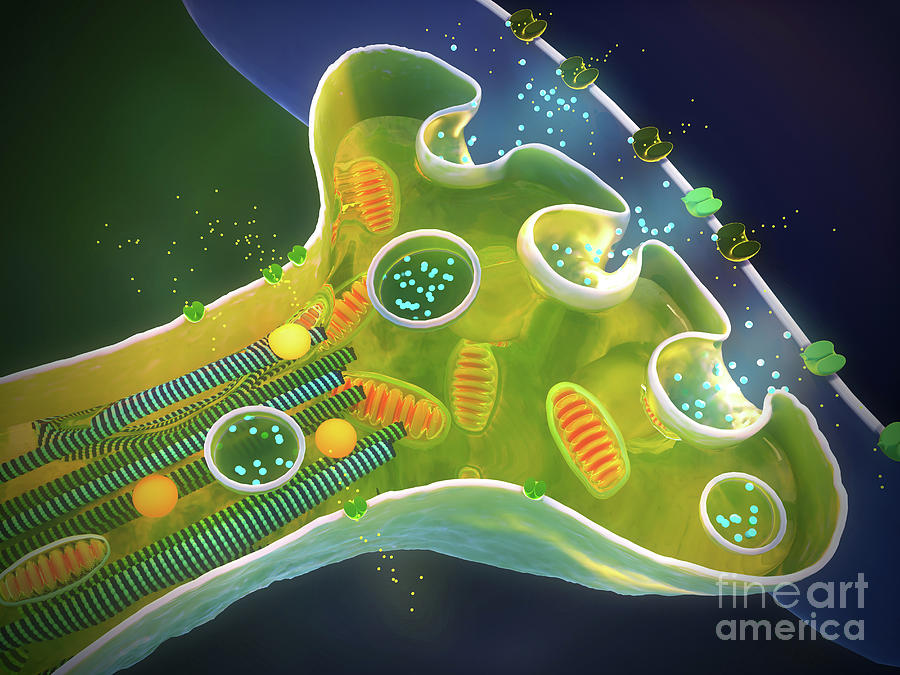 Cross Section Of A Synapse Photograph By Nanoclustering Science Photo