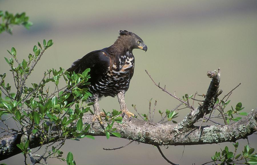 Crowned Eagle Stephanoaetus Coronatus Photograph By Roger De La Harpe