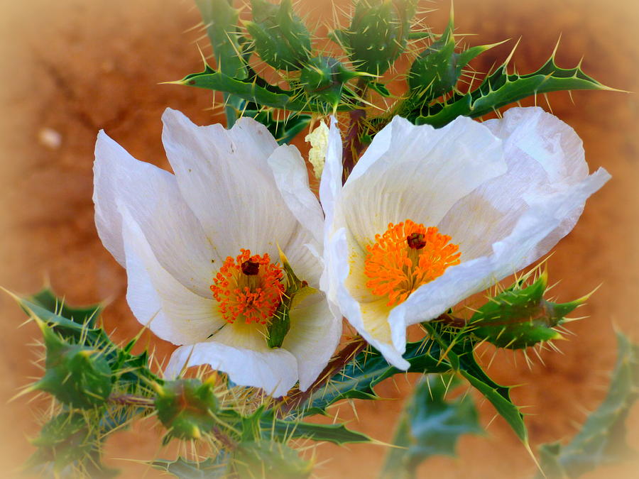 Dainty Desert Poppies Photograph By Teresa Stallings Fine Art America