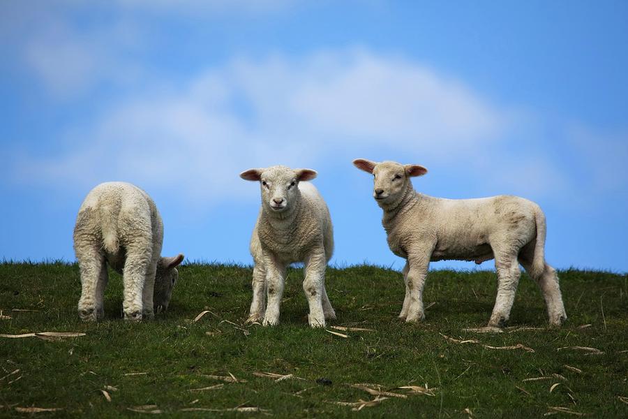 Domestic Sheep Ovis Aries Photograph By Marina Michael Hjelm Fine