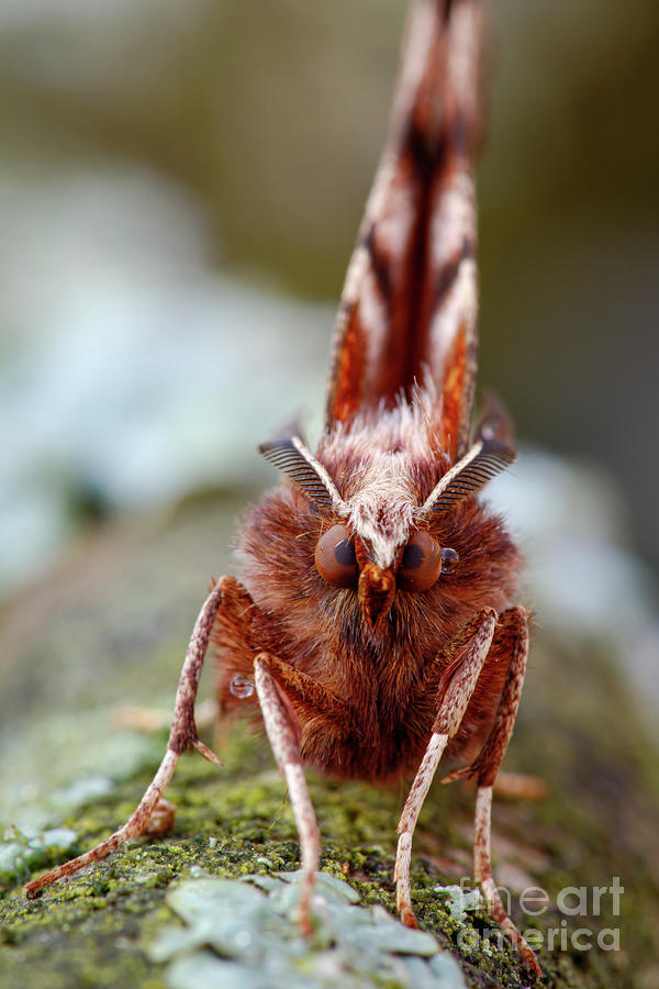 Early Thorn Moth By Heath Mcdonald Science Photo Library