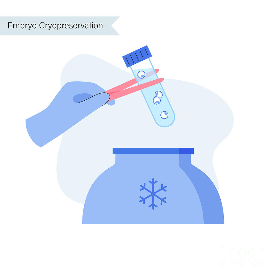 Embryo Cryopreservation Photograph By Pikovit Science Photo Library