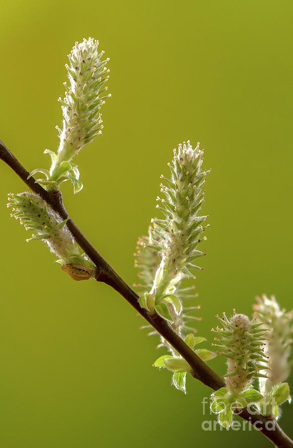 Female Catkins Of Grey Willow Salix Cinerea Photograph By Bob Gibbons