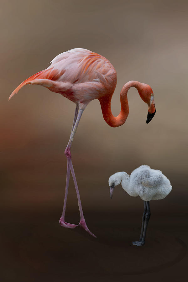 Flamingo S Parenting Photograph By Krystina Wisniowska Fine Art America