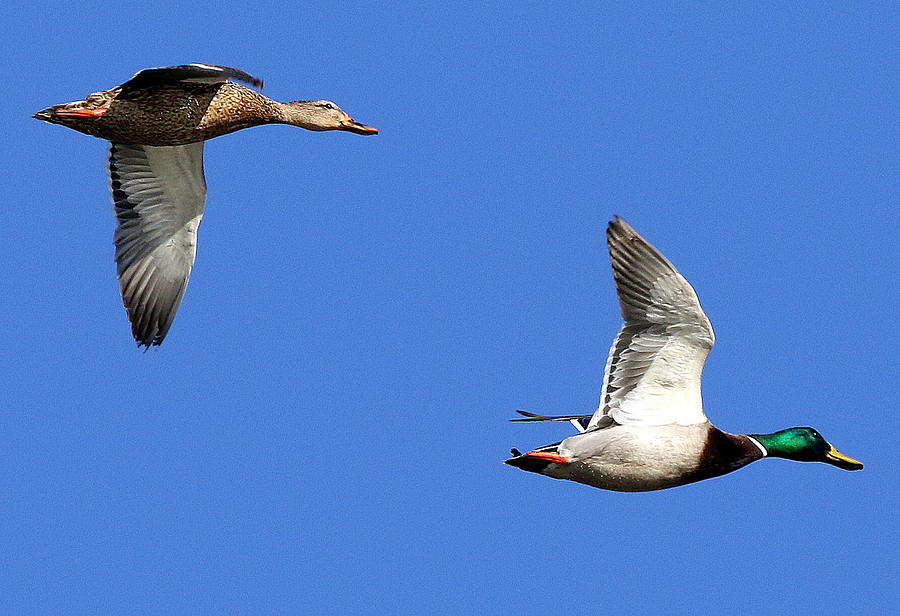 Flying Mallards Photograph By Rob Wallace Images Pixels