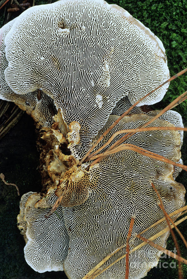 Fungi Gills By John Wright Science Photo Library