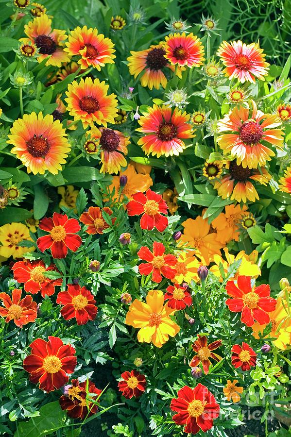 Gaillardia X Grandiflora And Tagetes Sp Photograph By Dr Keith Wheeler