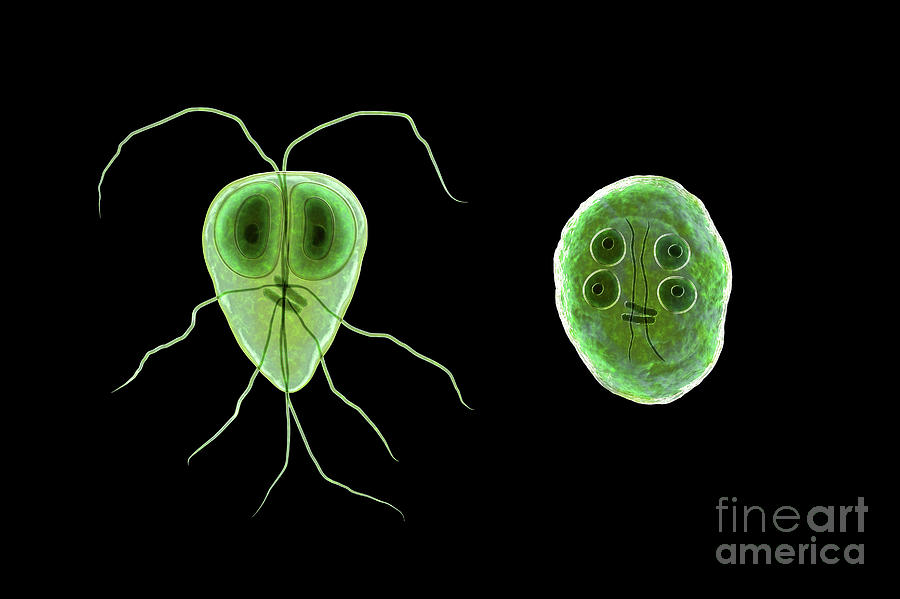 Giardia Intestinalis Protozoan Photograph By Kateryna Kon Science Photo Library