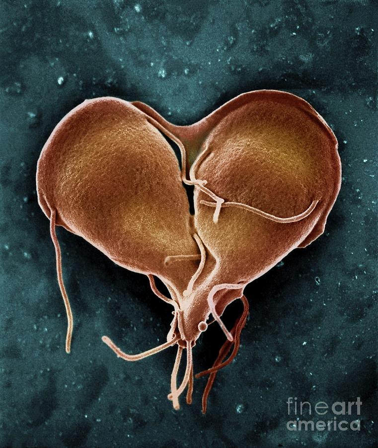 Giardia Lamblia Protozoan Dividing Photograph By Ami Images Science Photo Library Pixels