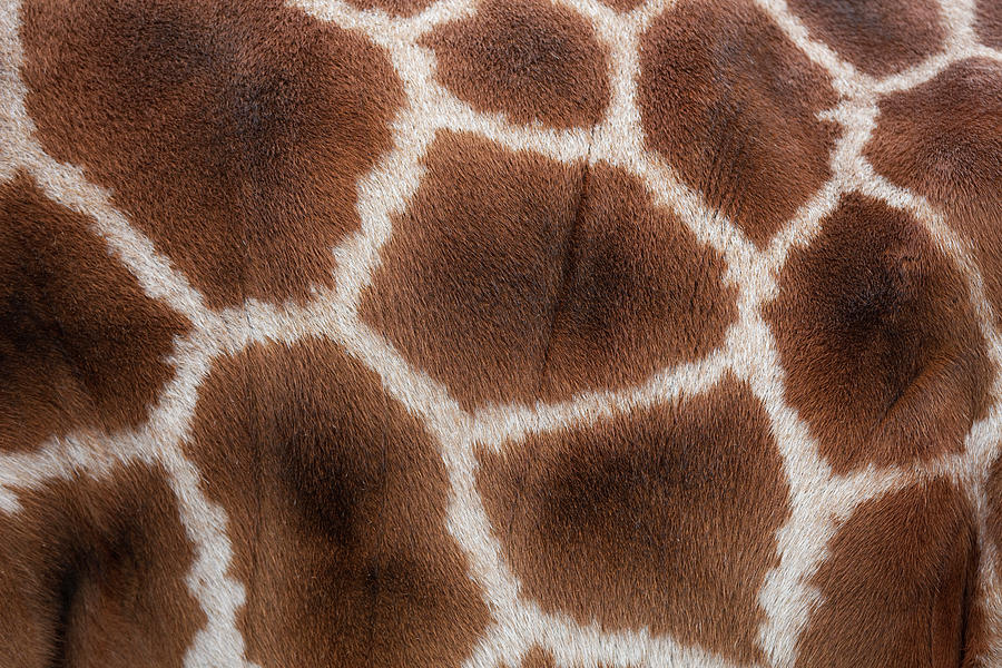 Пятна жирафа на коже фото