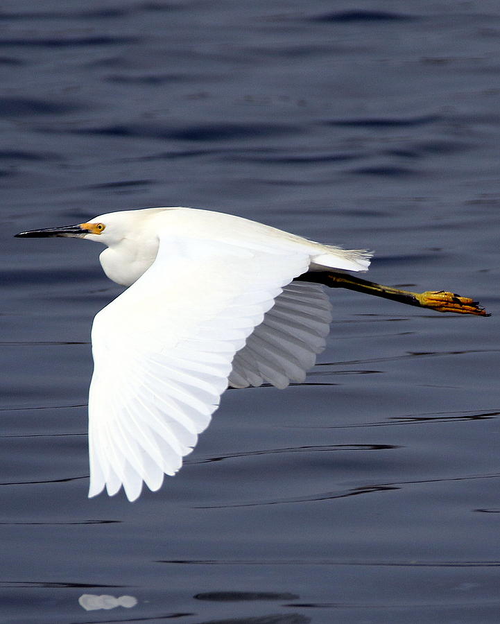 Great Egret In Flight Photograph By Rob Wallace Images Fine Art America