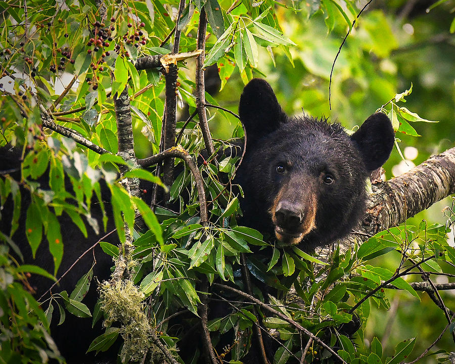 Great Smoky Mountains Bear Black Bear Photograph By Mike Koenig