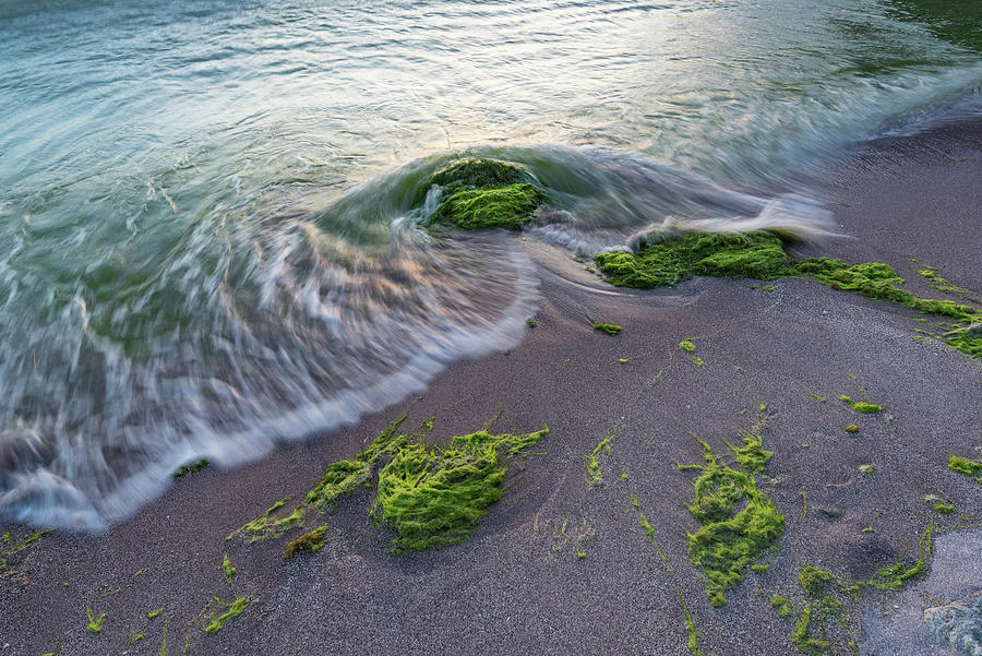 Green Algae Seaweed Washed Up Along Shoreline Isla Photograph By