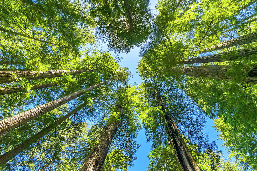 Green Towering Tree Redwoods National Photograph By William Perry