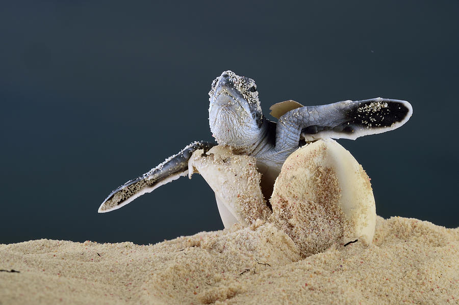 Green Turtle Hatchling Emerges From Sand Bonaire Caribbean Photograph