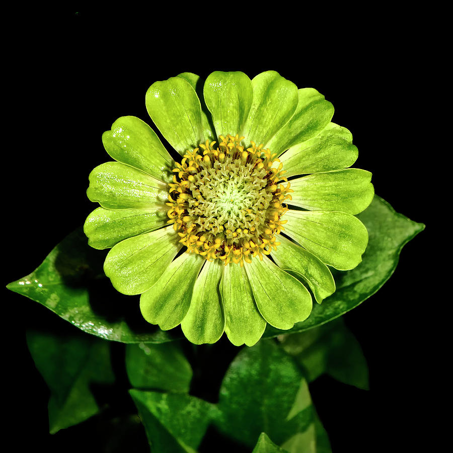 Green Zinnia 014 Photograph By George Bostian Fine Art America