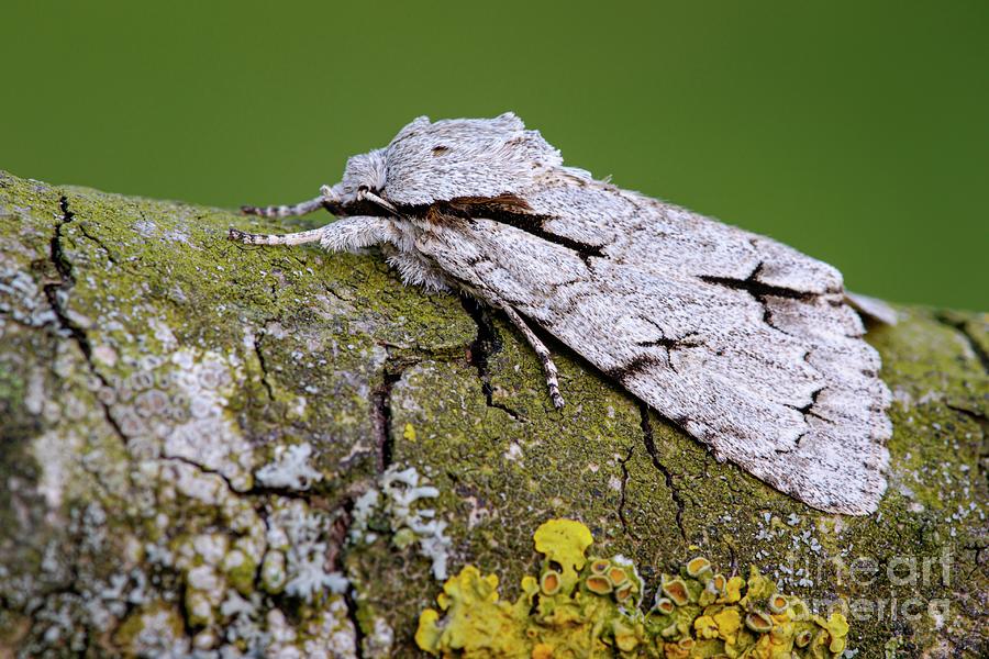 Grey Dagger Moth Photograph By Heath Mcdonald Science Photo Library